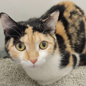 Picture of Gremlin