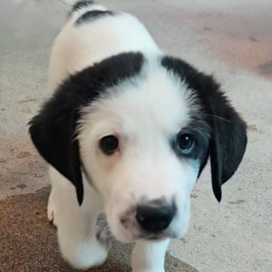 Picture of Icicle
