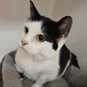 Picture of Isabella