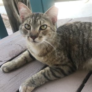 Picture of Kitty Kitty