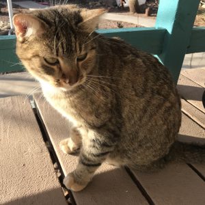 Picture of Kitty Kitty