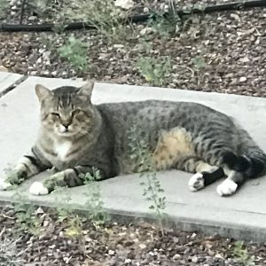 Picture of Kitty Kitty
