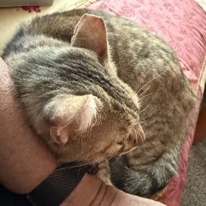 Picture of Kitty Kitty