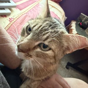 Picture of Kitty Kitty