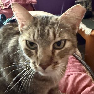 Picture of Kitty Kitty