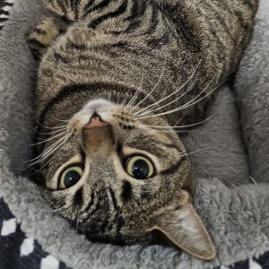 Picture of Loafer