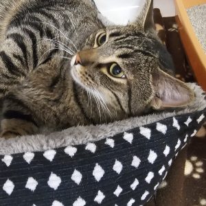 Picture of Loafer