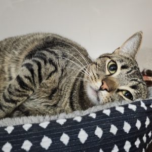 Picture of Loafer