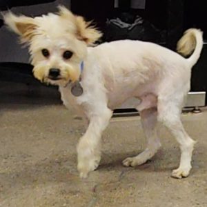 Picture of Marshmallow