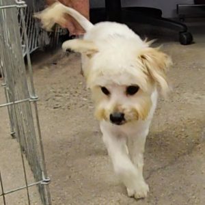 Picture of Marshmallow