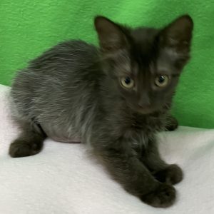 Picture of Mini