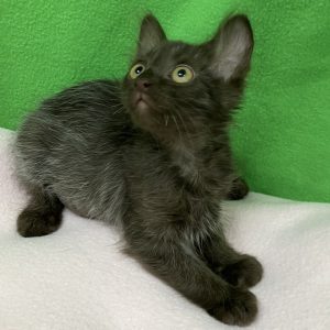 Picture of Mini