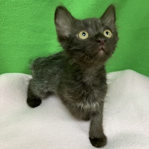 Picture of Mini