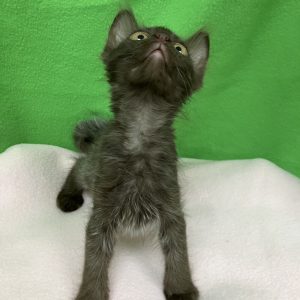 Picture of Mini