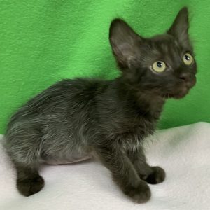 Picture of Mini