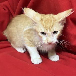 Picture of Niles