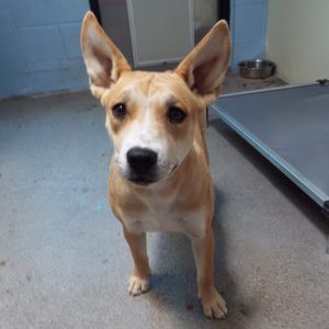 Picture of Peaches