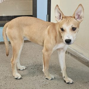 Picture of Peaches