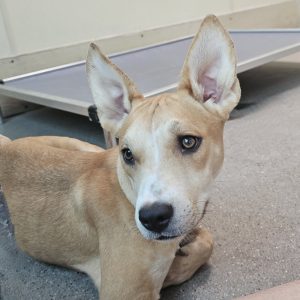 Picture of Peaches