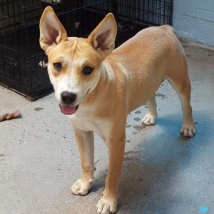 Picture of Peaches