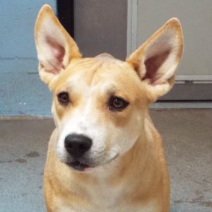 Picture of Peaches