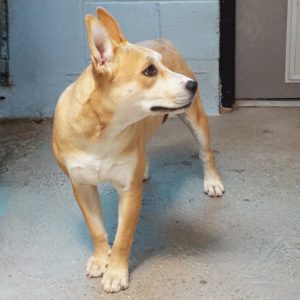 Picture of Peaches