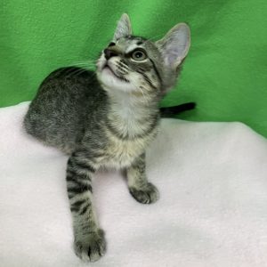 Picture of Pee Wee
