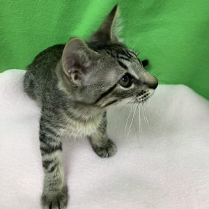 Picture of Pee Wee