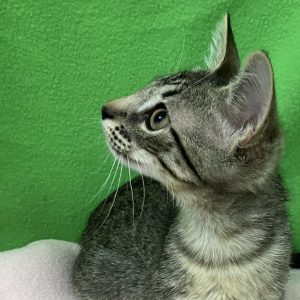 Picture of Pee Wee