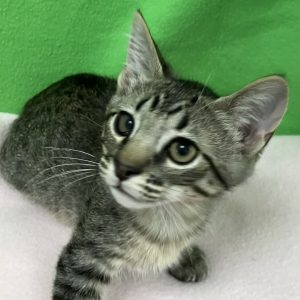 Picture of Pee Wee