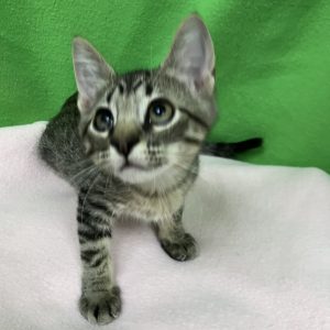 Picture of Pee Wee