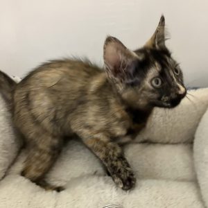 Picture of Petunia