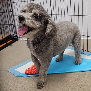 Picture of Scooter