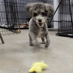 Picture of Scooter