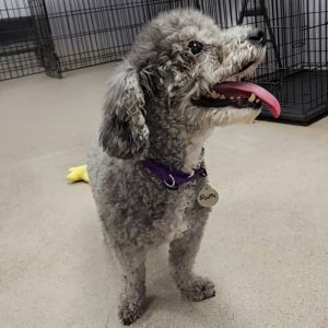 Picture of Scooter