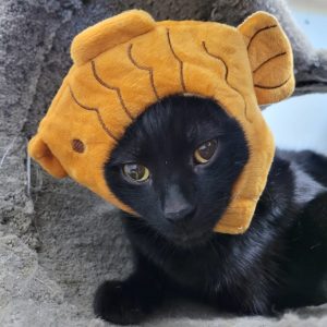 Picture of Scorpio
