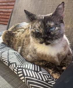 Picture of Shadow