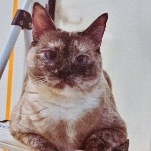 Picture of Shadow