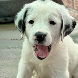 Picture of Snowflake