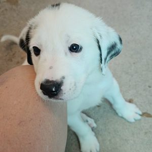Picture of Snowflake