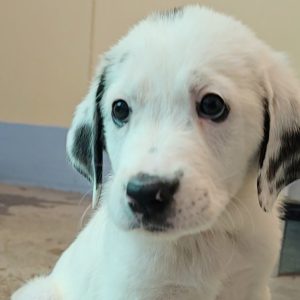 Picture of Snowflake