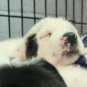 Picture of Snowflake