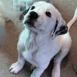 Picture of Snowflake