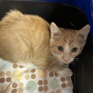 Picture of Sparkler
