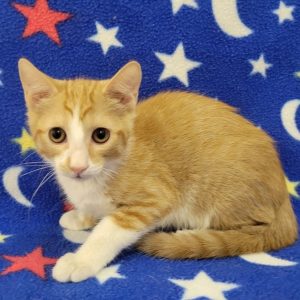 Picture of Sparkler