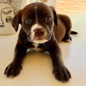 Picture of Squirt