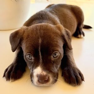 Picture of Squirt