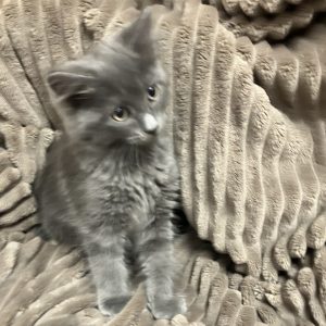 Picture of Squirtle