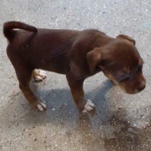 Picture of Sunkist