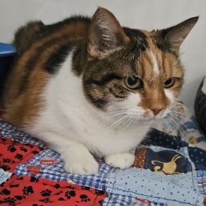 Picture of Tillie
